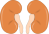 Two Kidneys Clip Art
